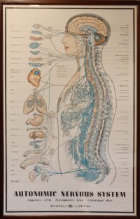 Het zenuwstelsel in het kader van osteopathie